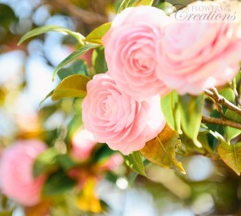 Pink Roses Garden
